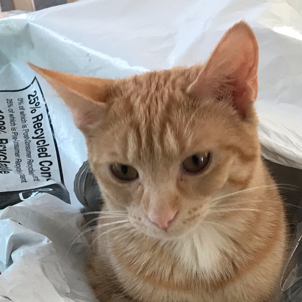 Meet your Posher, David